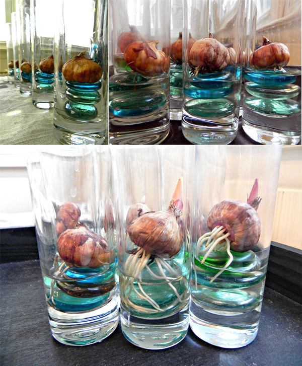 cultivar tulipas e narcisos em vaso