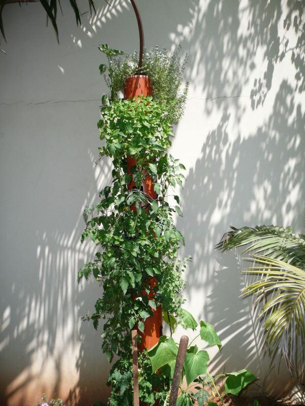 cultivo de plantas em tubo plástico