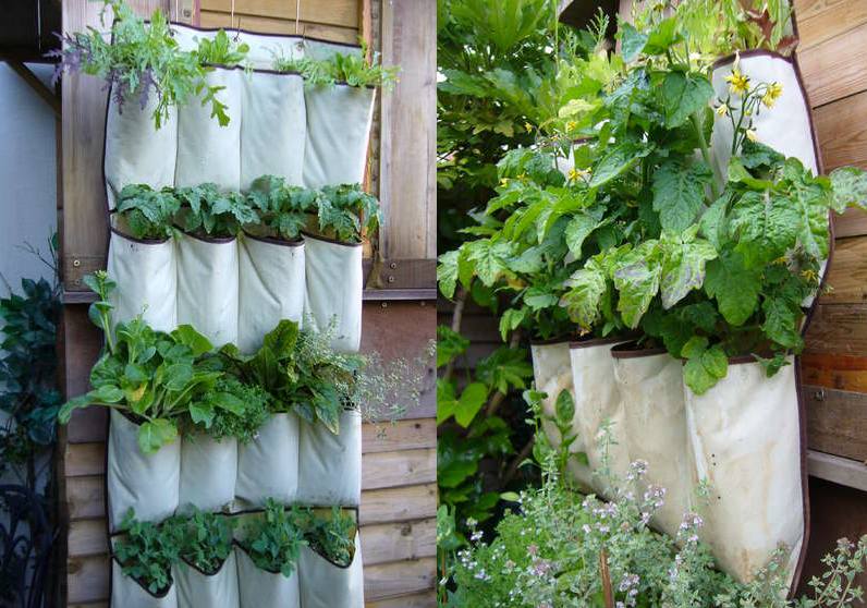 cultivo de plantas em organizador