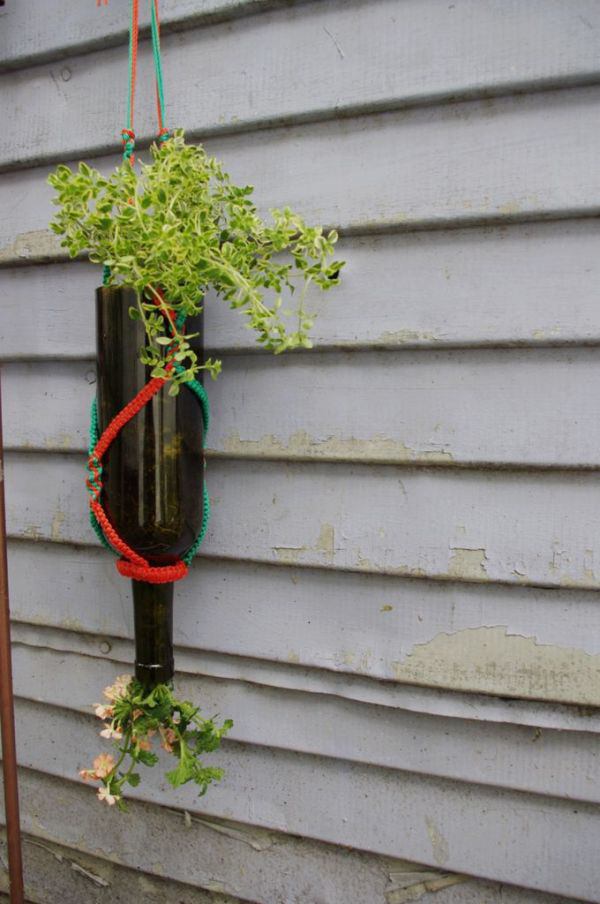 plantas em garrafa de vidro
