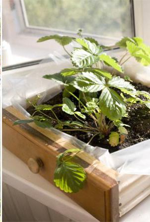 cultivo em caixas