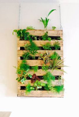 plantas na parede