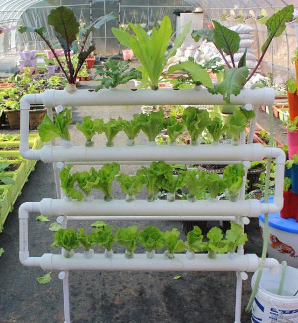 cultivo em tubos plásticos 3