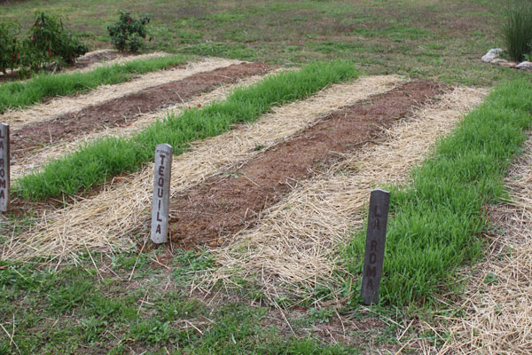 Cosirea și mulcirea între rânduri. Cum să cultivăm siderate
