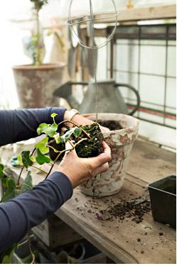 Transplantare iederă