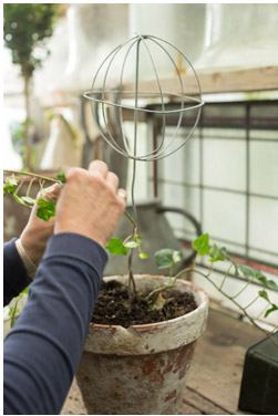 Formarea coroanei topiarului