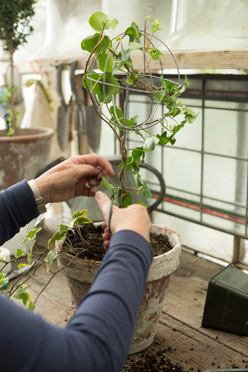 Formarea coroanei topiarului