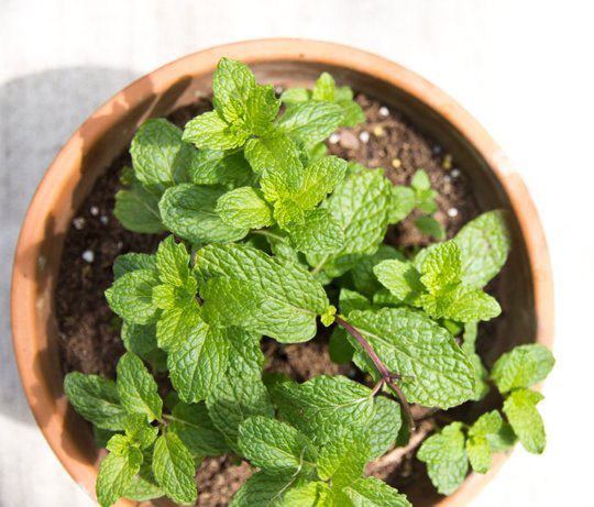 Citronmeliss i kruka