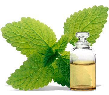 Eterisk olja av citronmeliss
