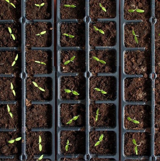 Framgångsrik sådd av frön till plantor