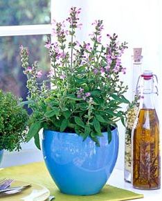 Salvia i kruka