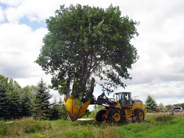 Ağaç kesme teknikleri