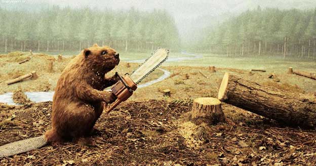 Ağaçların kökünden çıkarılması