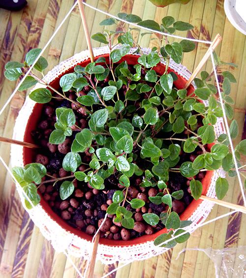 Üstten kekik görüntüsü pencere kenarında kekik