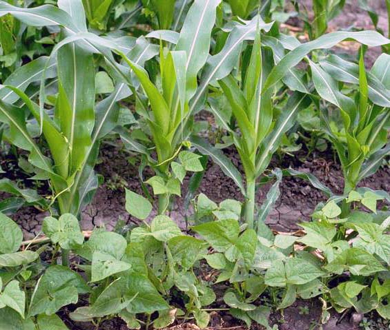 Intercropping-kukuruza-i-fasol