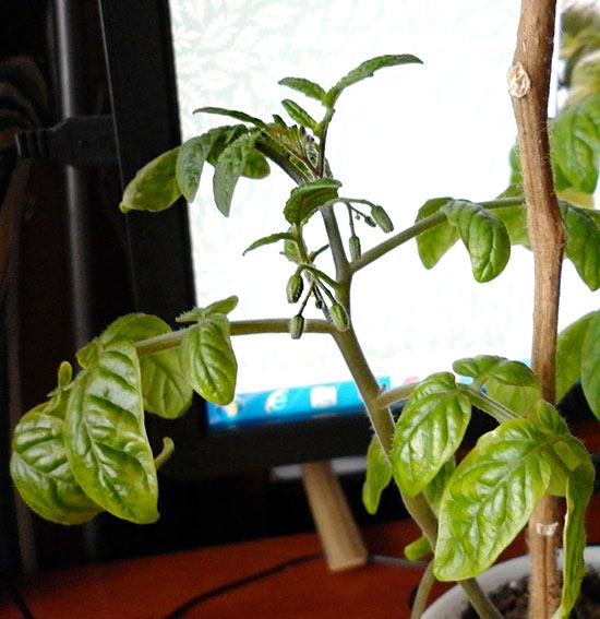 کھڑکی کے دہانے پر ٹماٹر