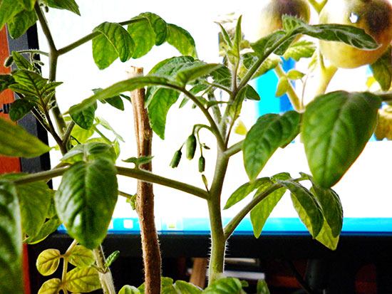 سردیوں کے بعد ٹماٹر