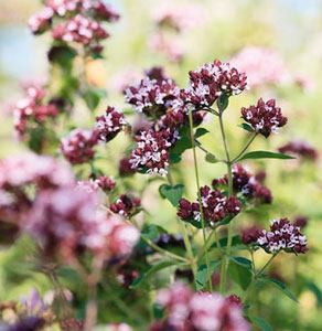 Hoa rau oregano