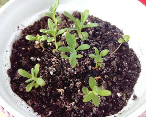 Посадить семена лаванды посевные георгины семена