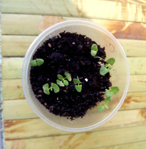 Посадить семена лаванды смесь семена тыквы