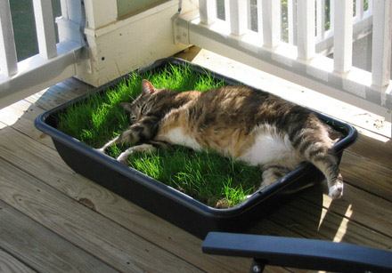 Трава для кошек. Безопасные растения для животных