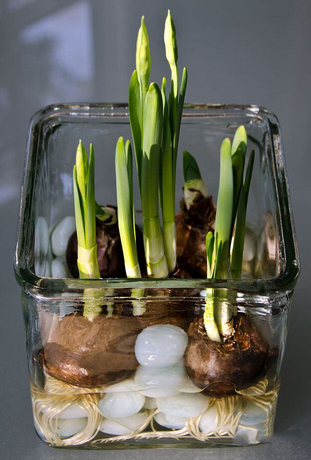 Вырастить луковицы тюльпанов в вазе