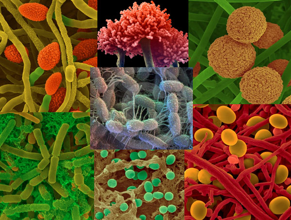 Почвенные микроорганизмы