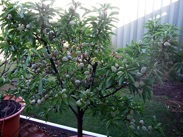 almond tree in pots