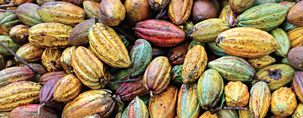 Cocoa pods or fruit