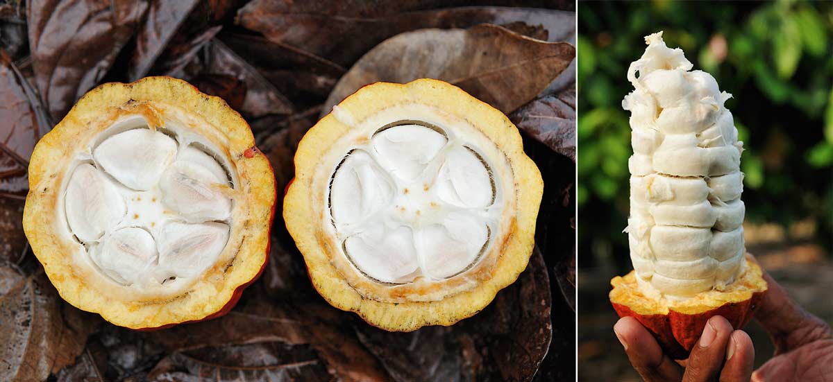 How To Grow a Cocoa Tree