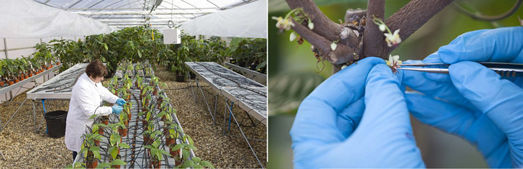 Greenhouses-laboratories for the cultivation and study of cocoa in England.
